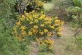 Ipe Amarelo, a tree native to Brazil, a species found in the Atlantic forest