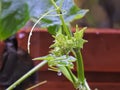 Foliage sprouting on a rainy day - chayote