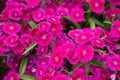 IQ Purple Dianthus Flowers