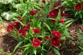 IQ Red Dianthus flowers