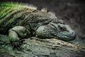 Iguana Lizard at Milwaukee County Zoo