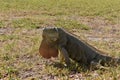 Iquana sunning itself in the grass.