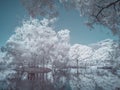 IR landscape infrared photo amazing nature lake with reflection white and blue