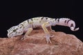 Iranian fat tailed gecko (Eublepharis angramainyu) Royalty Free Stock Photo