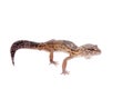 The Iranian fat tailed gecko isolated on white Royalty Free Stock Photo
