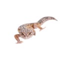 The Iranian fat tailed gecko isolated on white Royalty Free Stock Photo