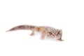 The Iranian fat tailed gecko isolated on white Royalty Free Stock Photo