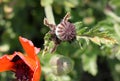 Iranian poppy, Persian poppy, Papaver bracteatum