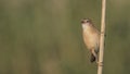 Iraq Babbler on Reed Looking Left Royalty Free Stock Photo