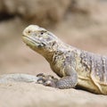 Iraqi Mastigure or Iraqi Spiny-tailed Lizard Royalty Free Stock Photo