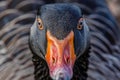 Irate Angry goose closeup. Generate AI