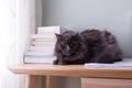 Irate looking grey cat lying down on small desk