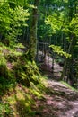 The Irati Forest is a forest spread between the north of Navarre (Spain) and the Pyrenees in France Royalty Free Stock Photo