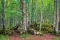 The Irati Forest is a forest spread between the north of Navarre (Spain) and the Pyrenees in France Royalty Free Stock Photo