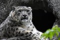 Irbis, snow leopard color photo.