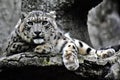 Irbis, snow leopard color photo.