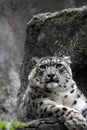 Irbis, snow leopard color photo.