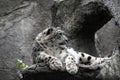 Irbis, snow leopard color photo.