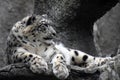 Irbis, snow leopard color photo.