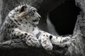 Irbis, snow leopard color photo.