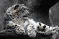 Irbis, snow leopard color photo.