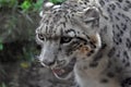 Irbis, snow leopard color photo.