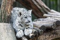 Irbis, Snow leopard (Panthera uncia Royalty Free Stock Photo