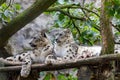 Irbis, Snow leopard (Panthera uncia Royalty Free Stock Photo