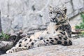 Irbis, Snow Leopard. Panthera uncia