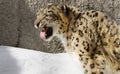 IRBIS, or snow leopard, or snow leopard.