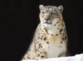 IRBIS, or snow leopard, or snow leopard.