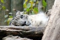 Irbis Snow Leopard Uncia Uncia Lying Resting Looking Mother Cute Stock Photo