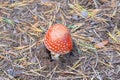 IRed fly agaric Royalty Free Stock Photo