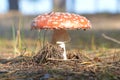 IRed fly agaric Royalty Free Stock Photo