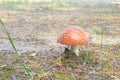 IRed fly agaric Royalty Free Stock Photo