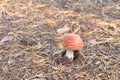 IRed fly agaric Royalty Free Stock Photo