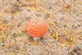 IRed fly agaric Royalty Free Stock Photo