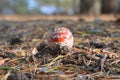 IRed fly agaric Royalty Free Stock Photo