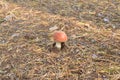IRed fly agaric Royalty Free Stock Photo