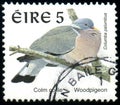 Common Woodpigeon Columba palumbus,