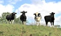 Ireland, County Antrim: Dairy Farm - Four Cows in their Paddock Royalty Free Stock Photo