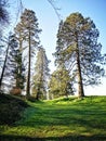 Ireland, Dublin, Nature, North Wood, Big Trees