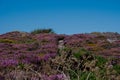 Ireland, the emerald island. Green landscapes, rough coastlines. Howth cliffwalk