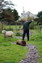 Sheep on the peninsula of Dingle in Ireland.