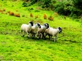 ireland, irish sheep and border collie -irlanda pecore irlandesi