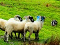 ireland, irish sheep and border collie -irlanda pecore irlandesi border collie
