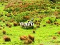 ireland, irish sheep and border collie -irlanda pecore irlandesi Royalty Free Stock Photo