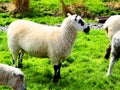 ireland, irish sheep -irlanda pecore irlandesi