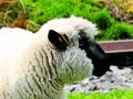 ireland, irish sheep -irlanda pecora irlandesi