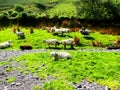 ireland, irish sheep -irlanda pecore irlandesi